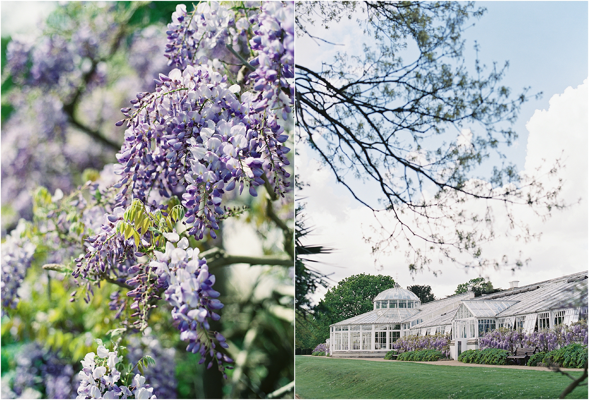 The orangery at a Chiswick House wedding with wisteria in bloom