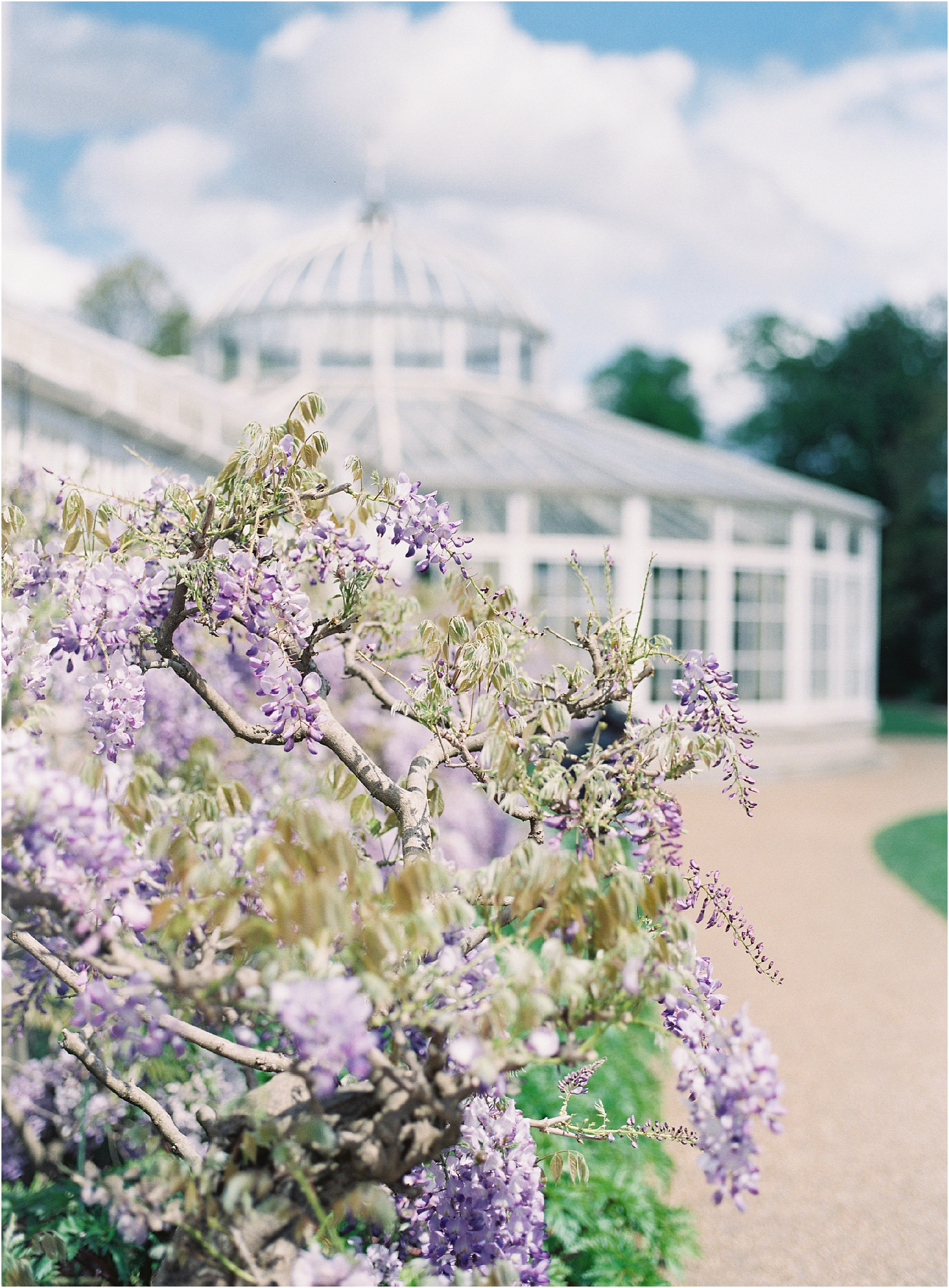 Wisteria blooming outside The Orangery at Chiswick House