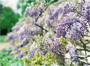 Beautiful purple wisteria captured by film wedding photographer Camilla Arnhold