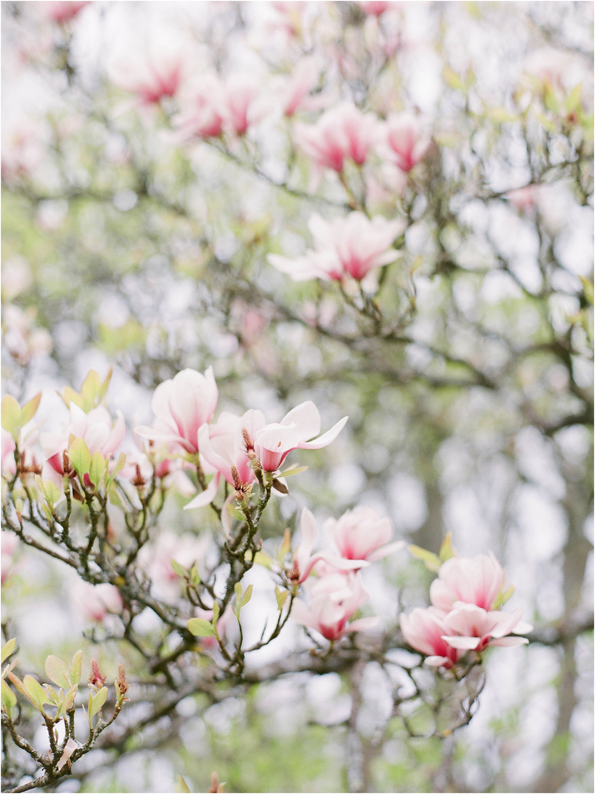 Magnolia flowers captured by Camilla Arnhold Photography