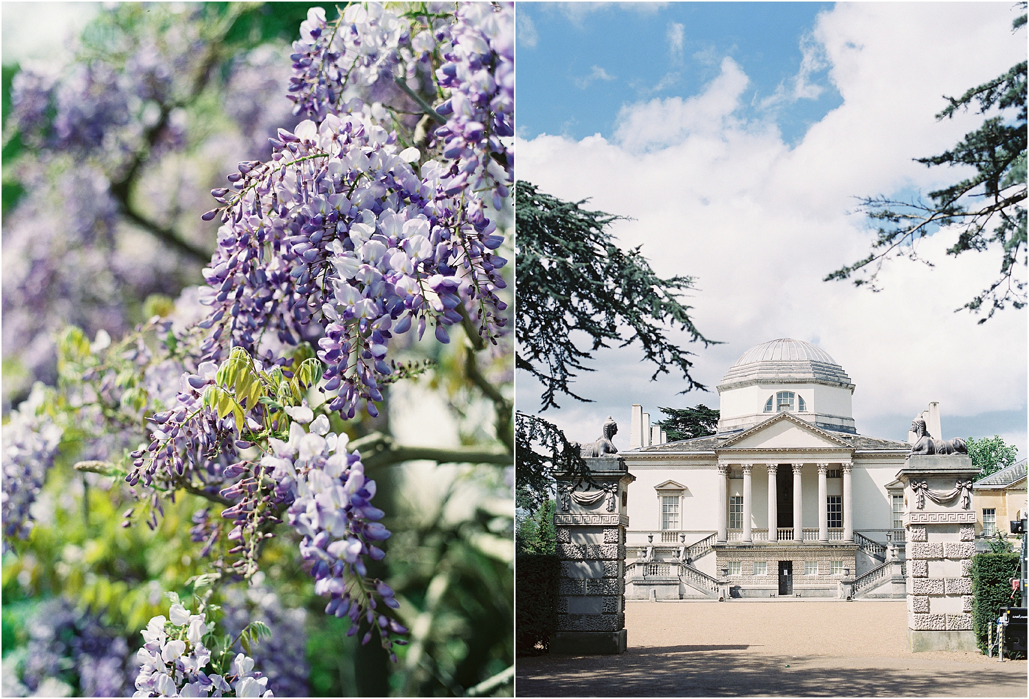 Wisteria in bloom at Chiswick House